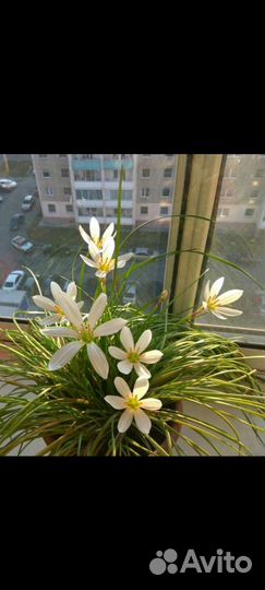 Зефирантес розовый и белый