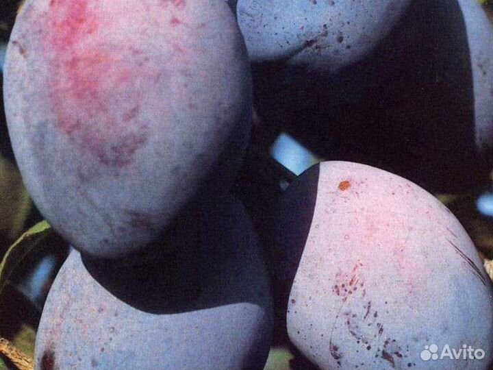 Саженцы сливы