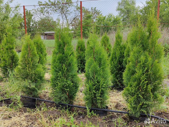 Туя западная Смарагд, туя Даника (шаровидная)