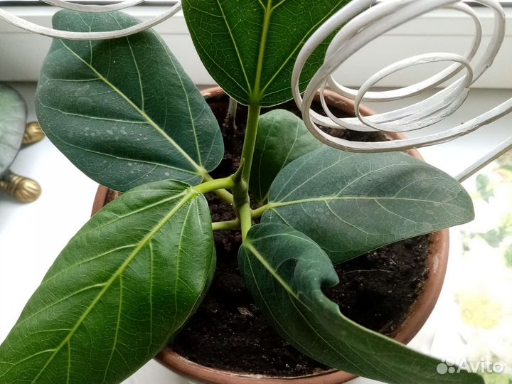 Фикус в керамическом горшке