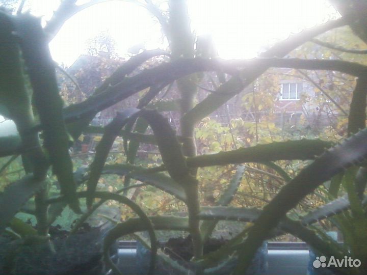 Алоэ лекарственное 5лет