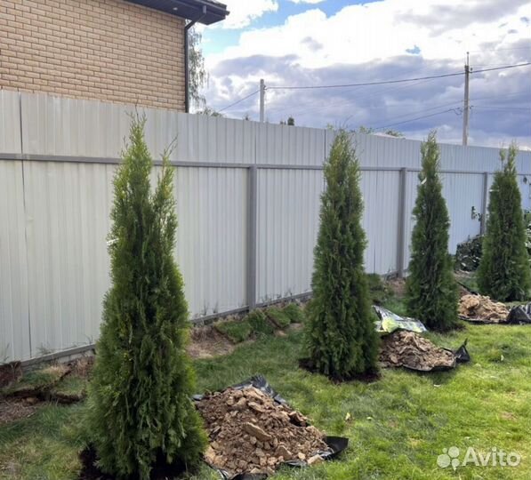 Туя екстра класса