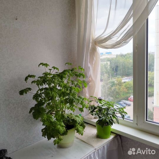 Герань душистая