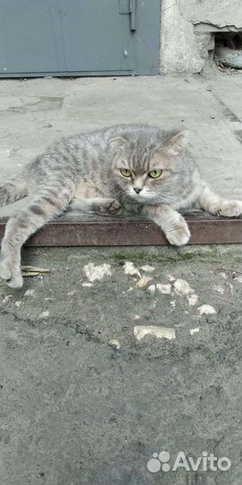 Кошка в дар бесплатно