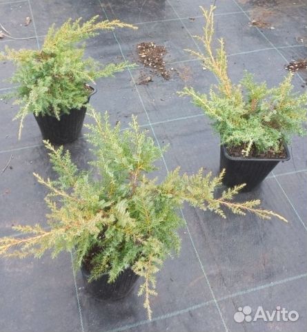 Можевельники разные