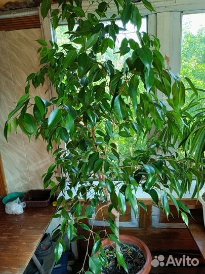Фикус Бенджамина
