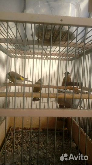 Лесные певчие птицы