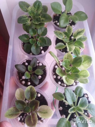 Детки сортовых фиалок