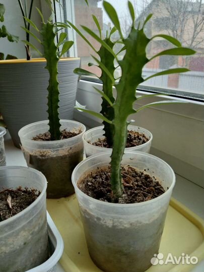 Кактус высокий