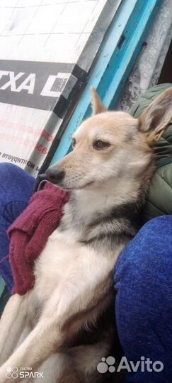 Собака в добрые руки щенок