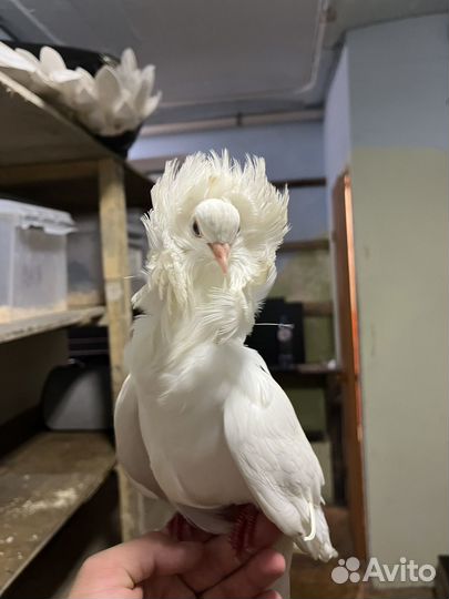 Голуби пара якобины