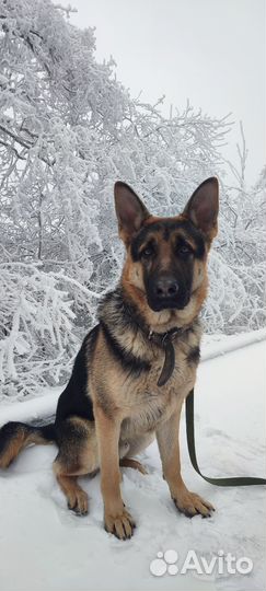 Собака для вязки