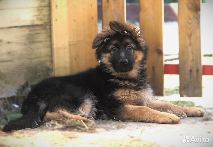 Немецкая овчарка