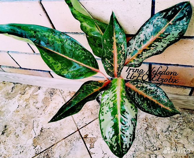 Аглаонема King Indian(Перу/Гигант домашний)