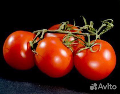 Сотрудники в теплицу т01