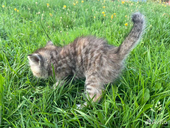 Милашки котята