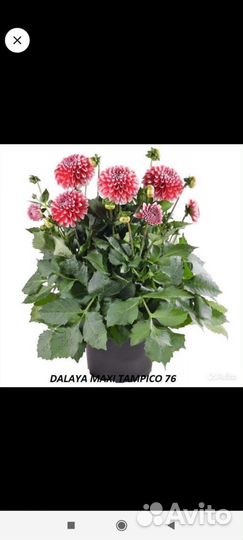 Патио георгины вегетативные