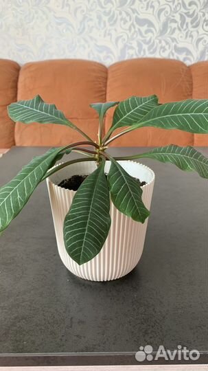 Молочай, сансевиерия, дримиопсис