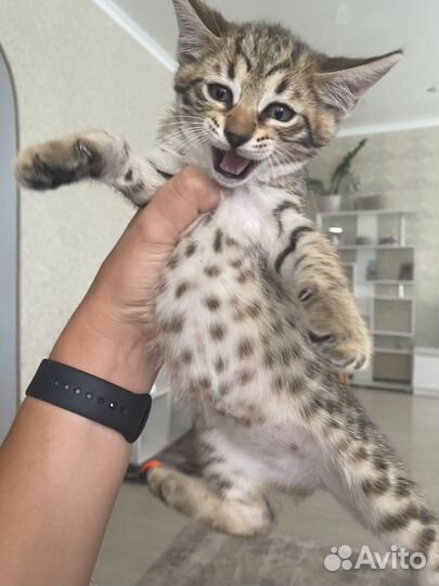 Бенгальские котята