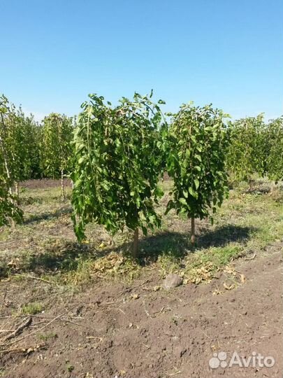 Шелковица плакучая