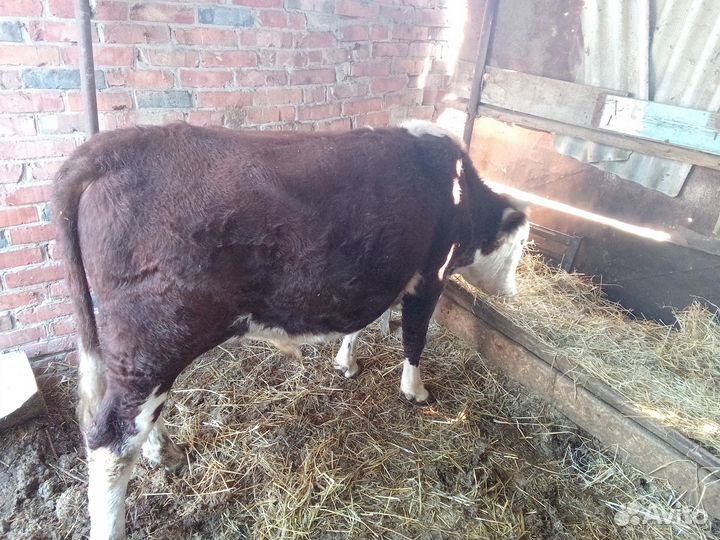 Продаются быки