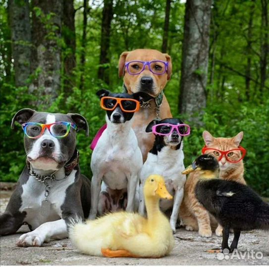 По уходу за животными