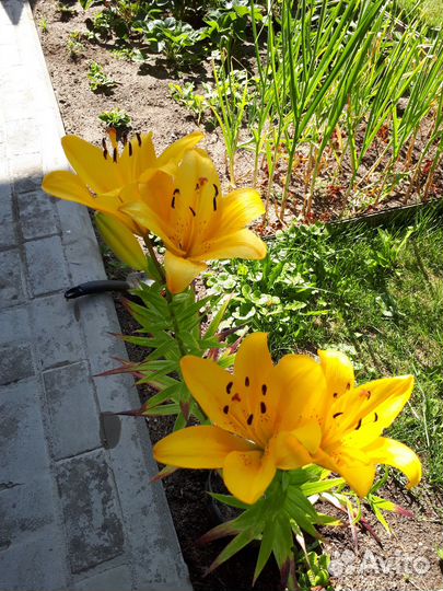 Лилия желтая