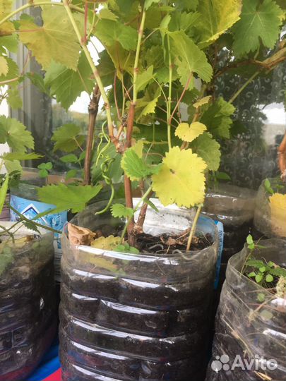 Саженцы винограда