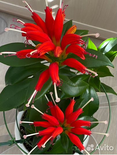 Эсхинантус жар птица