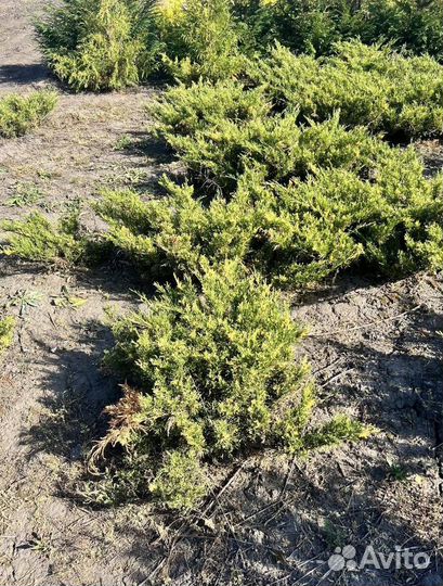 Можжевельник Андорра Компакт