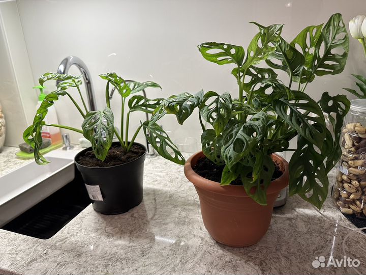 Монстера манки