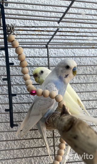 Волнистые Попугаи с клеткой(самец и самка)