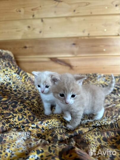 Кошечки