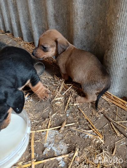 Отдам в добрые руки щенков таксы за шоколадку
