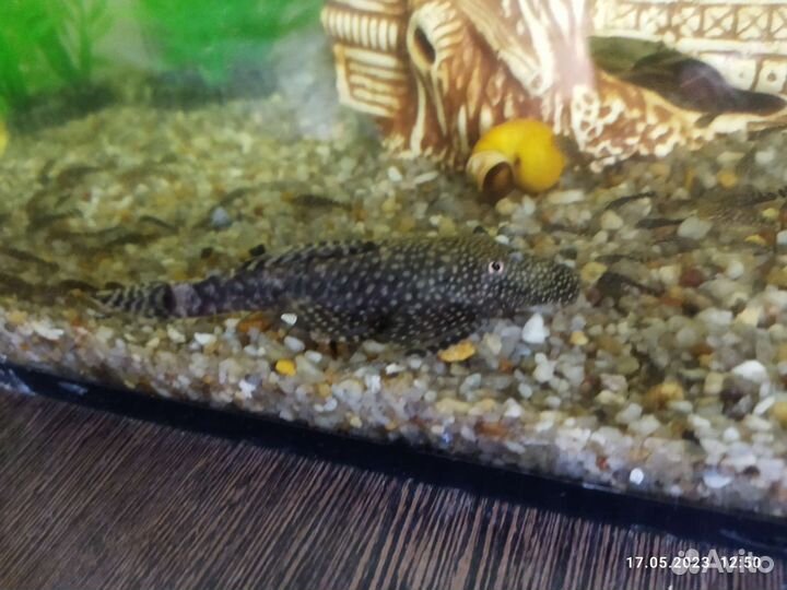 Сомики анциструсы