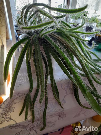 Ампельный неколючий кактус