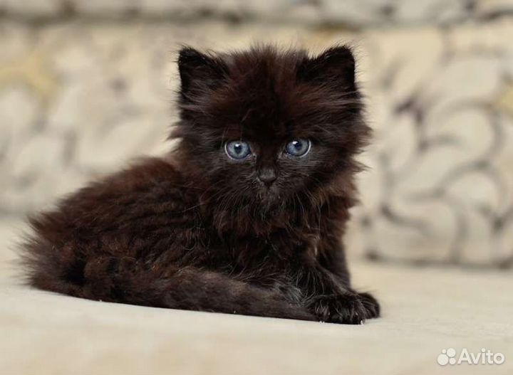 Котёнок