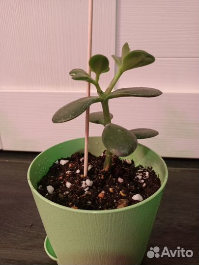 Крассула, денежное дерево