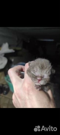 Продаются Прекрасные Шотландские Шоколадные котята