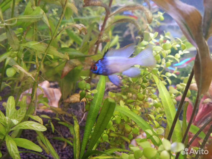 Апистограмма электрик блю