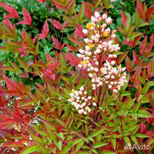 Вечнозеленые растения