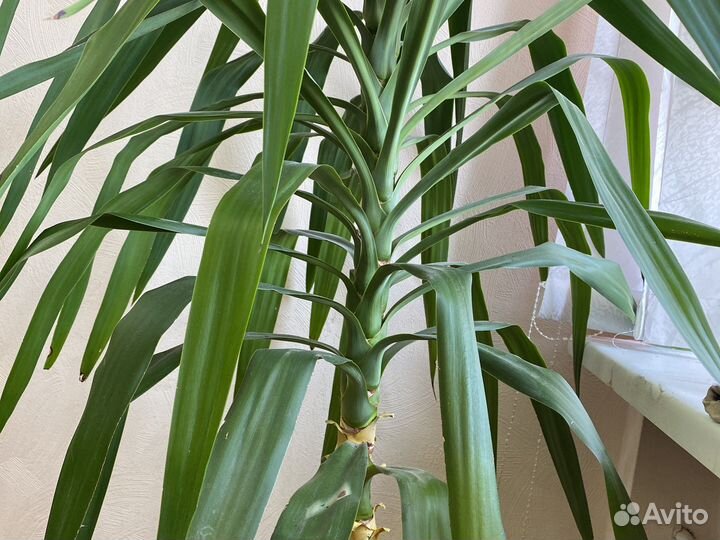 Пальма юкка