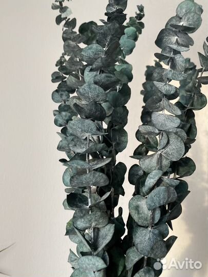 Эвкалипт стабилизированный