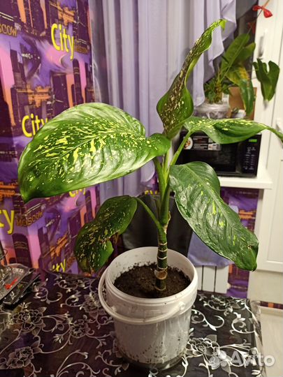 Диффенбахия