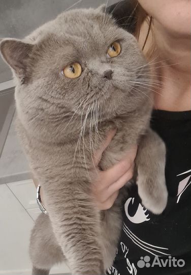 Кот на вязку