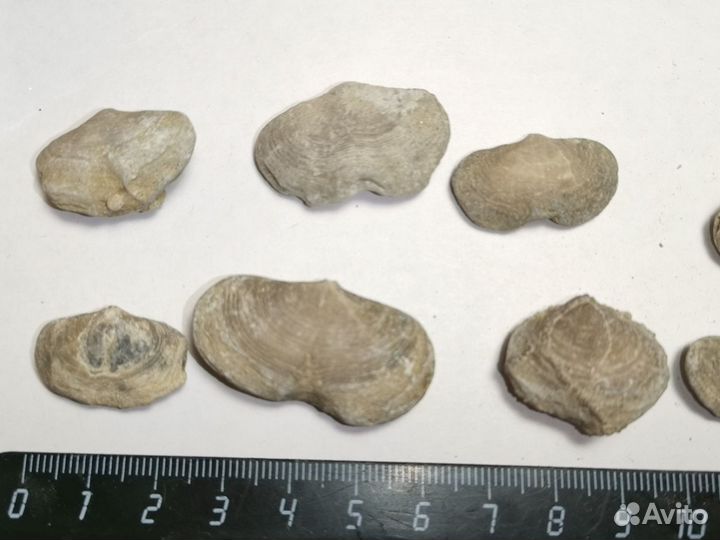 Брахиопода. Окаменелости