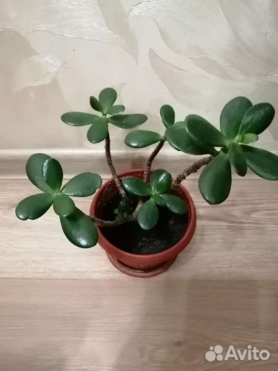 Денежное дерево