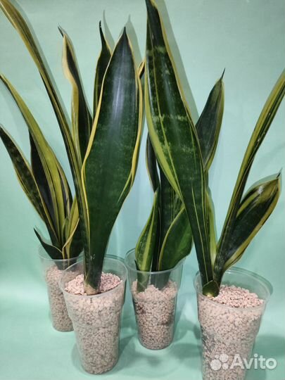 Сансевиерия сортовая