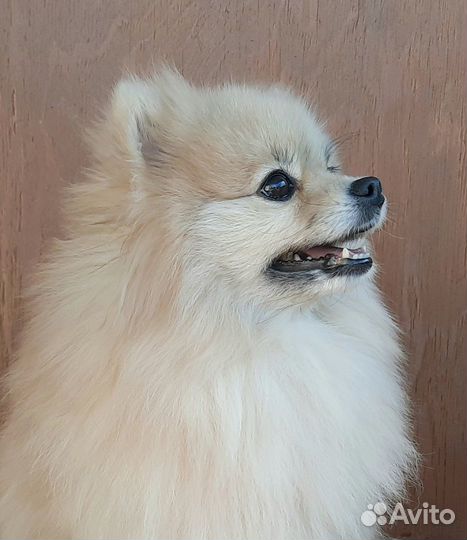 Немецкий шпиц