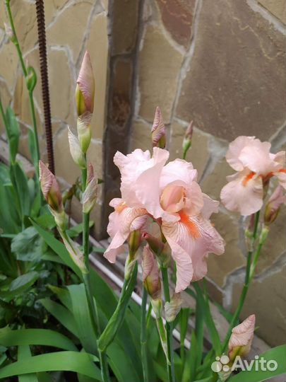 Ирисы, ромашка крупная, юкка